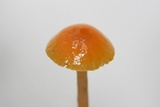 Hygrocybe psittacina var. perplexa image
