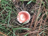 Russula silvicola image