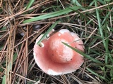 Russula silvicola image