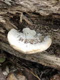 Vanderbylia robiniophila image