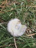 Lactarius paradoxus image