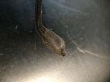 Trichoglossum hirsutum image