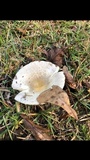 Russula crustosa image
