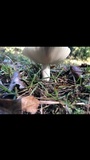 Russula crustosa image