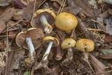 Cortinarius sphaerosporus image