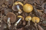 Cortinarius sphaerosporus image