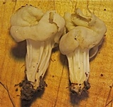 Helvella crispa image