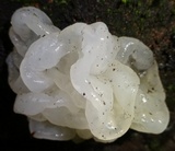 Tremella fuciformis image