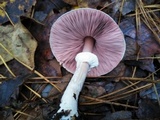 Agaricus vinosobrunneofumidus image