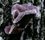 Panus neostrigosus image