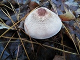 Agaricus vinosobrunneofumidus image