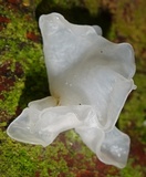 Tremella fuciformis image