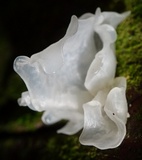 Tremella fuciformis image