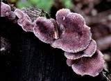 Lentinus strigosus image