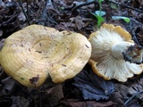 Lactarius psammicola f. glaber image