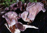 Lentinus strigosus image