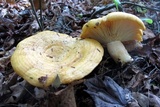 Lactarius psammicola image