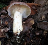 Lactarius argillaceifolius image