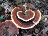 Hydnellum aurantiacum image