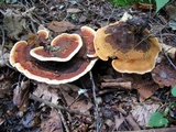 Hydnellum aurantiacum image
