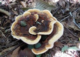 Hydnellum aurantiacum image