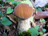 Boletus nobilissimus image