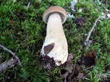Boletus nobilissimus image