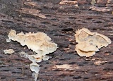 Merulius tremellosus image