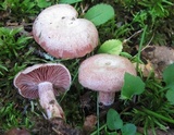 Lactarius subpurpureus image