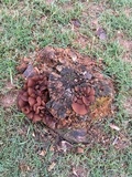 Auricularia angiospermarum image