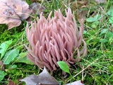 Clavaria fumosa image