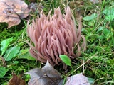 Clavaria fumosa image