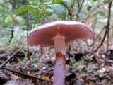 Cortinarius magellanicus image