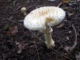 Amanita multisquamosa image