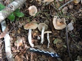 Cortinarius austroturmalis image