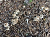 Cortinarius austroturmalis image