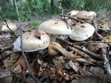 Cortinarius austroturmalis image