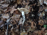 Cortinarius austroturmalis image