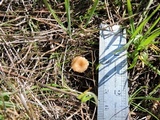 Omphalina versatilis image