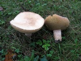 Boletus pallidus image