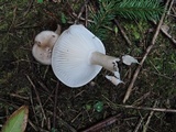 Hygrophorus pustulatus image