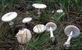 Amanita multisquamosa image