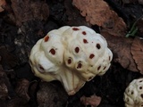 Cyttaria berteroi image