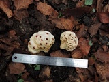 Cyttaria berteroi image