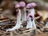 Gymnopus iocephalus image