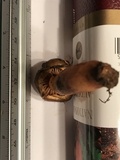 Chroogomphus ochraceus image