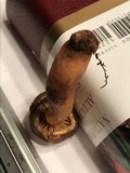 Chroogomphus ochraceus image
