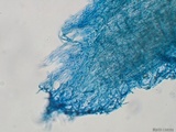 Cordyceps tuberculata image