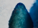 Cordyceps tuberculata image