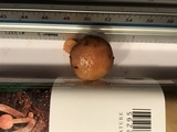 Chroogomphus ochraceus image
